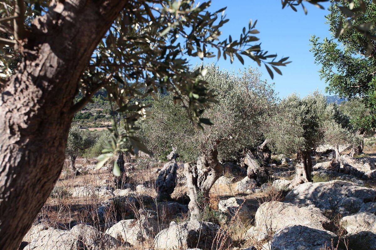 An olive grove with gnarled trees and rocky ground under a clear blue sky, with distant hills.