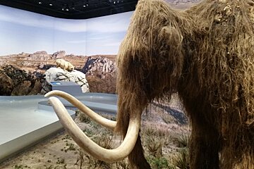 wooly mammoth