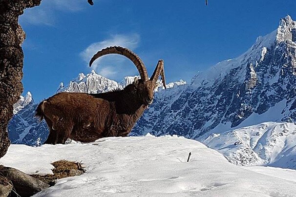Parc de Merlet Snowshoe Walks, Les Houches