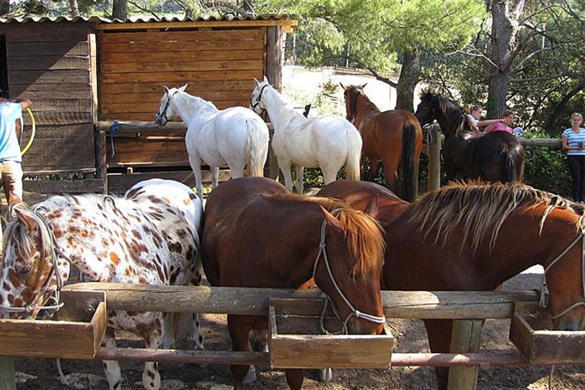 Horses feeding in the Alpilles