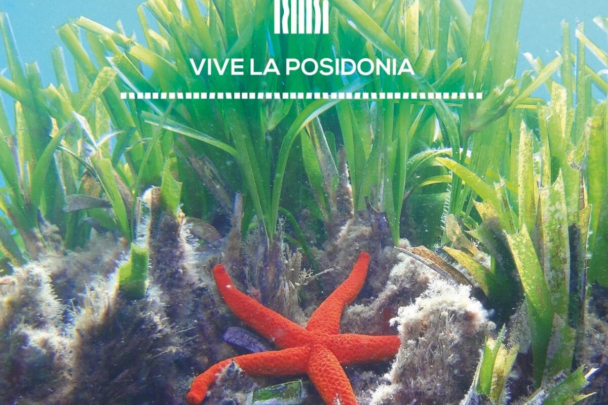 Viu La Posidonia Festival 2020, Ibiza Town