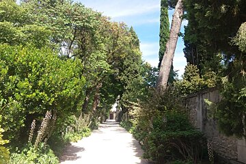 a pathway through trees