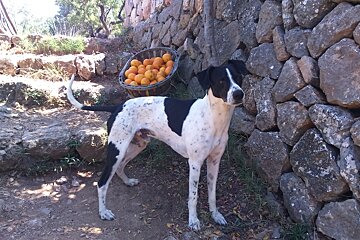 steps, basket of oranges and a dog in mallorca