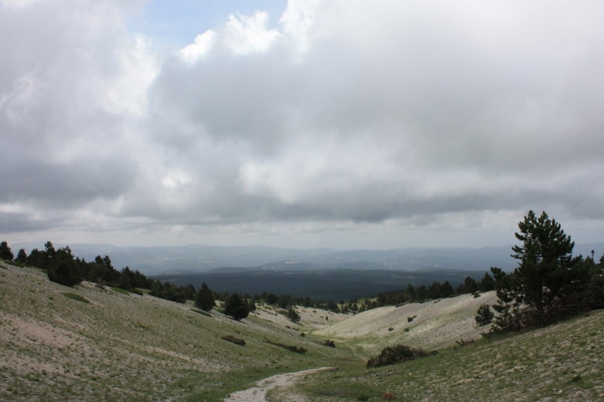 a hillside in provence