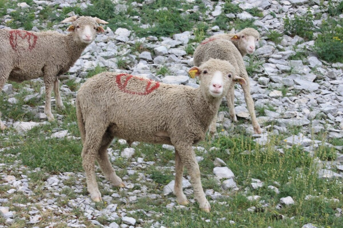 three small sheep on the mountain with red markings