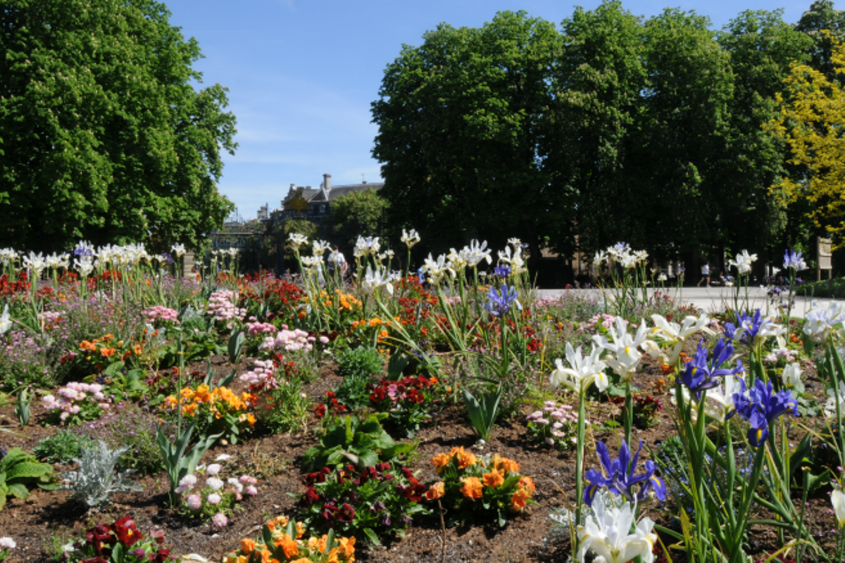 flowers in a city park