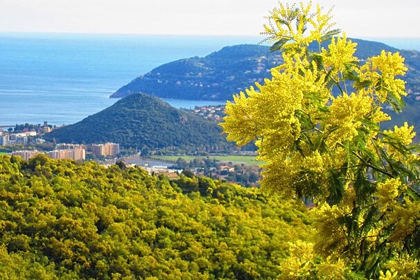 mimosa flowers above cannes