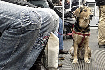 More Bus Lines in Palma Will Allow Dogs on Board