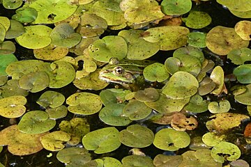 green frog sitting amongst green leaves in the water
