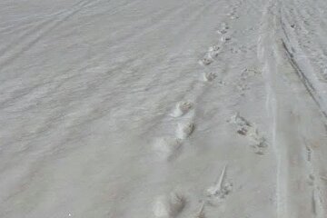 animal tracks on the high mountain in Chamonix