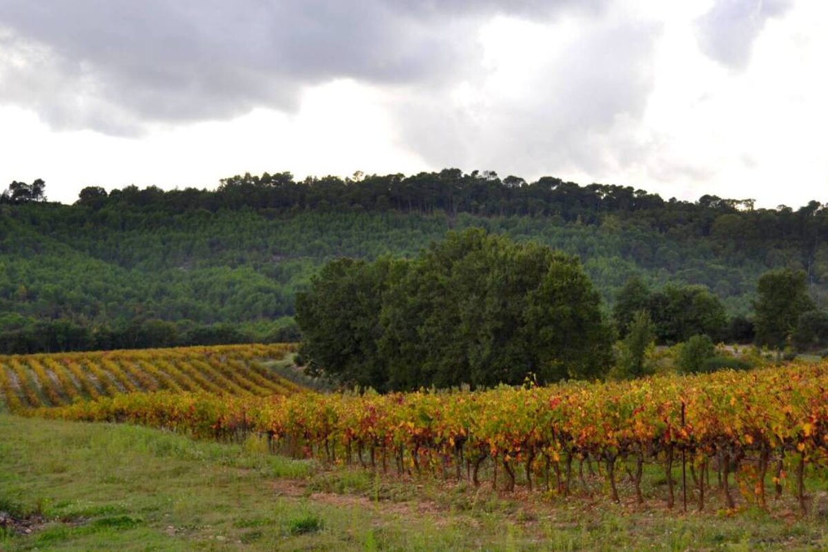 Domaine Tour Campanets Vineyard, Le Puy Ste Reparade