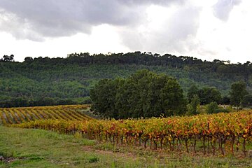 Domaine Tour Campanets Vineyard, Le Puy Ste Reparade