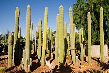 Botanicactus Botanical Gardens, Ses Salines