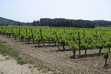 Mas Sainte Berthe Vineyard, Les Baux