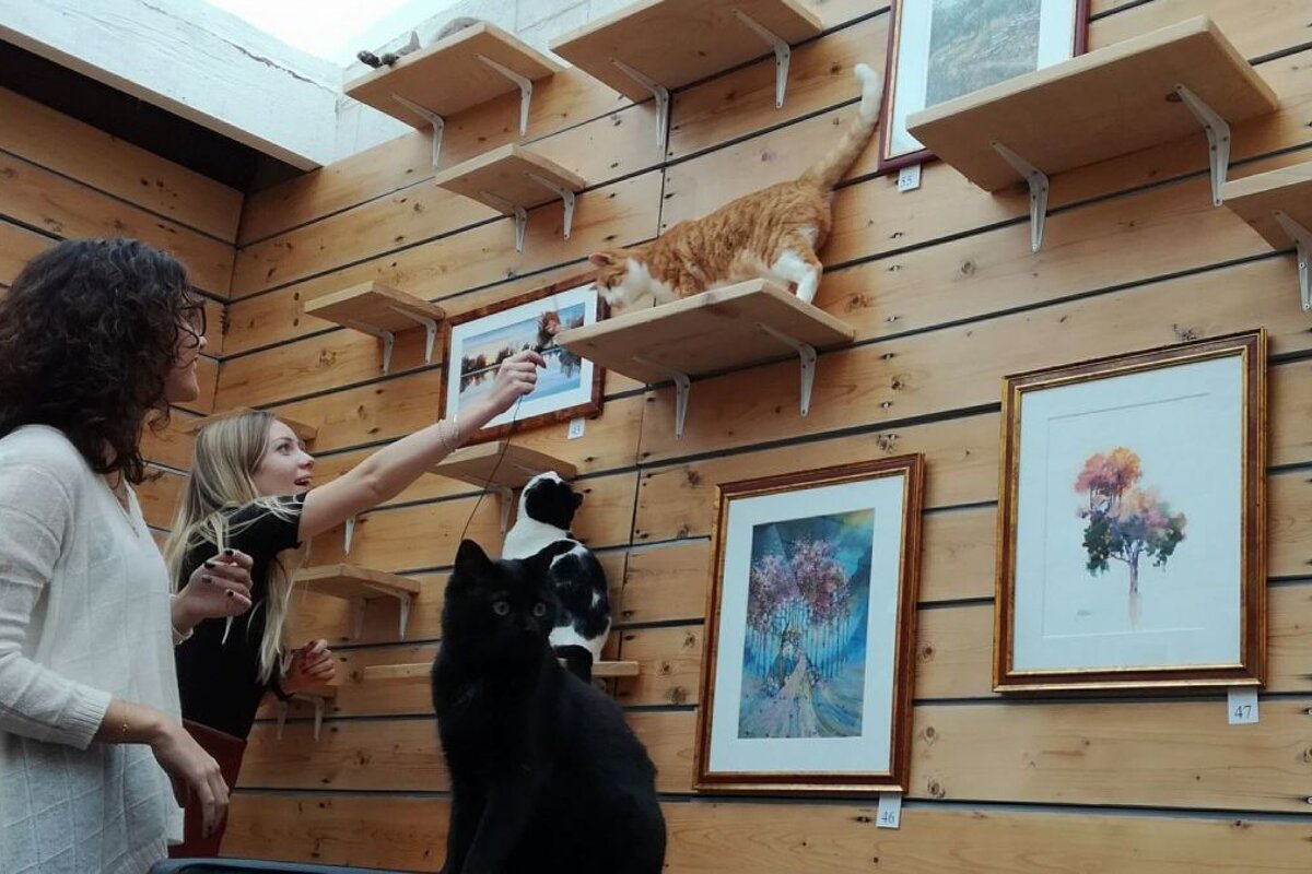 La Compagnie des Chats Cafe, Avignon
