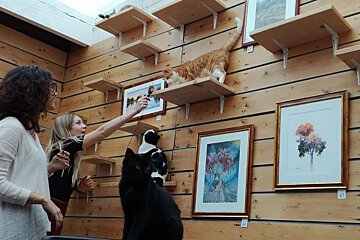 La Compagnie des Chats Cafe, Avignon