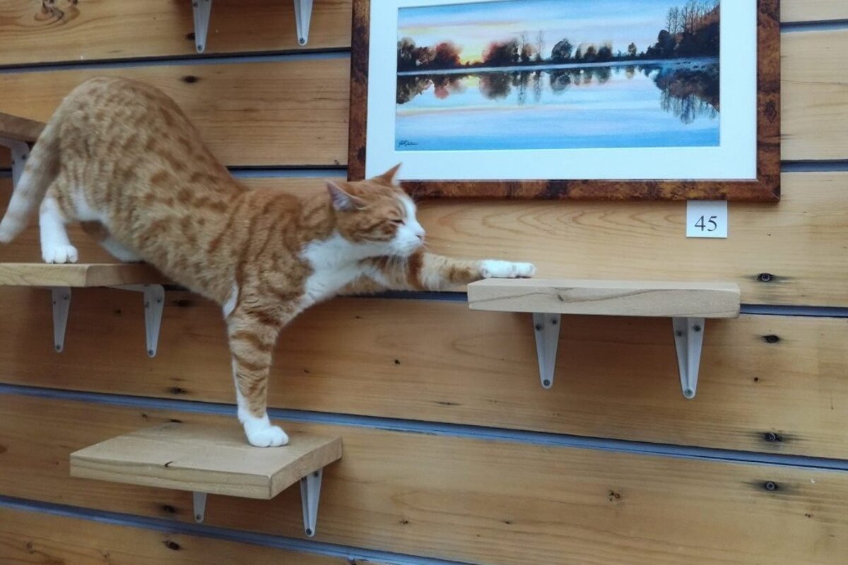 La Compagnie des Chats Cafe, Avignon