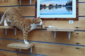 La Compagnie des Chats Cafe, Avignon
