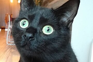 La Compagnie des Chats Cafe, Avignon