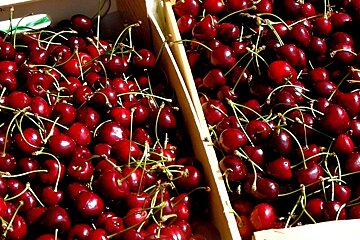 Bumper Crops of Cherries Expected this Season in Provence