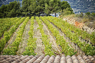 Chateau de Bellet Vineyard, Nice