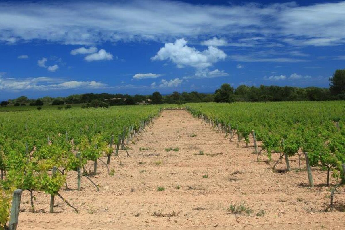 Terramoll Vineyard, Formentera