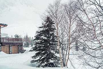 A snowy landscape with trees and a house in the background