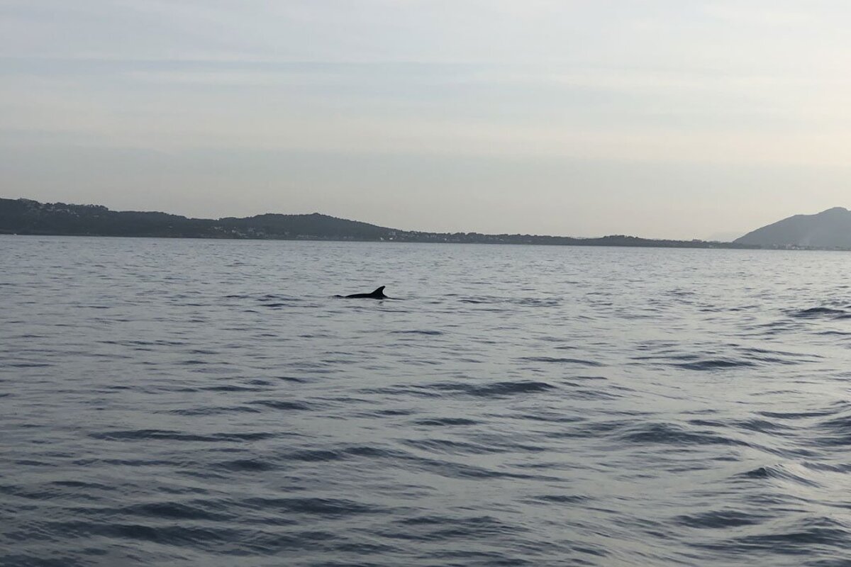12 Person Motor Boat, Port de Pollenca (Puerto Pollensa)