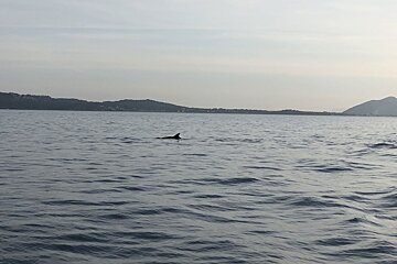 12 Person Motor Boat, Port de Pollenca (Puerto Pollensa)
