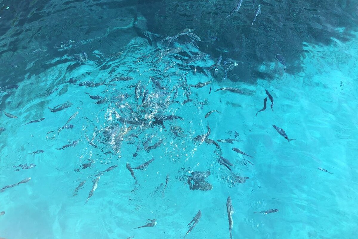 12 Person Motor Boat, Port de Pollenca (Puerto Pollensa)