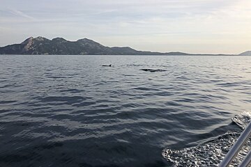 12 Person Motor Boat, Port de Pollenca (Puerto Pollensa)
