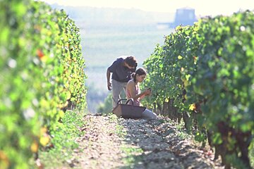 Chateau La Tour Blanche, Sauternes