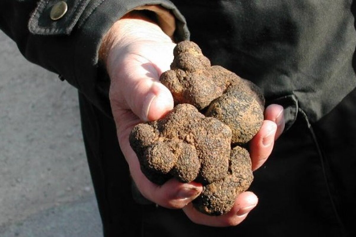 a man holding truffles