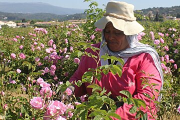 Perfume making in Grasse listed as UNESCO heritage