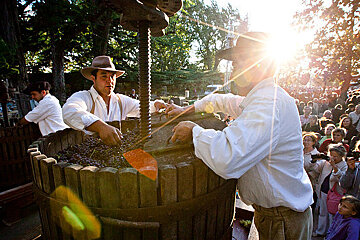 Ban des Vendanges, Avignon