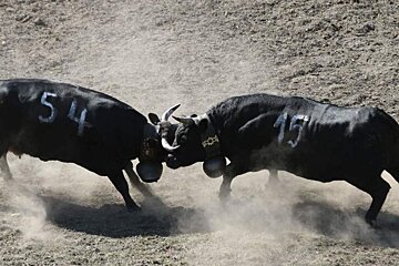 Two bulls with the numbers 54 and 15 on their backs