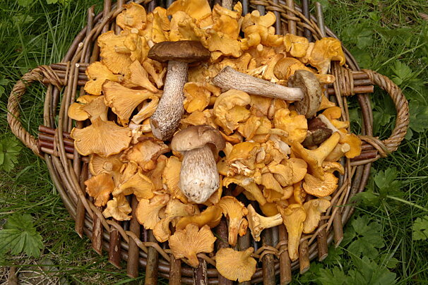 Wild Mushrooms