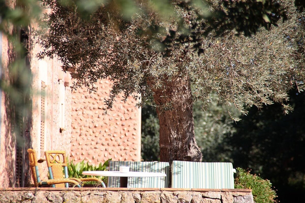 A sunny outdoor patio with wicker chairs, a white table, and a large olive tree next to a rustic red building wall.