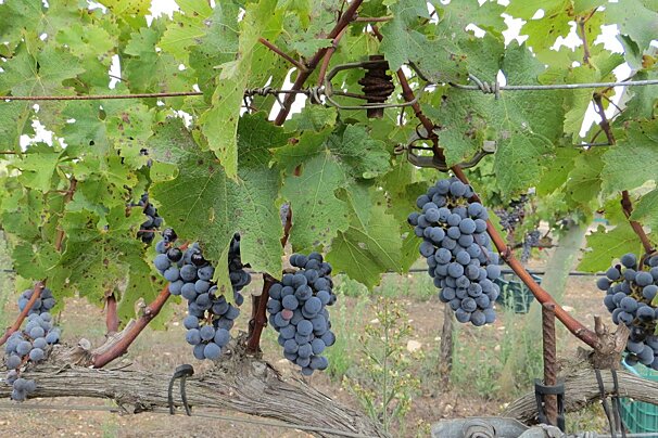 The vines in mallorca