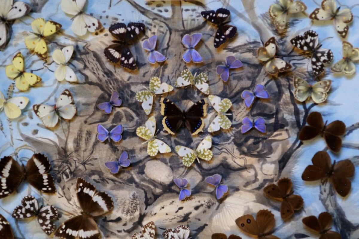 A bunch of butterflies are arranged in a circle