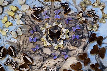 A bunch of butterflies are arranged in a circle