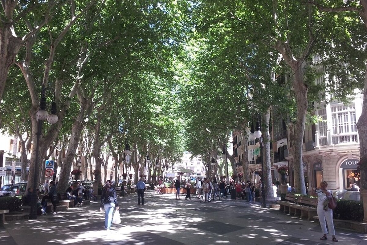 an avenue lined with trees in the centre of palma de mallorca