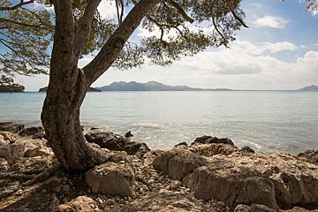 tree at Cala Formentor Mallorca