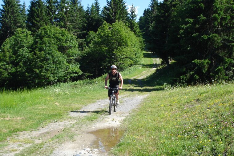 a mountain biker on a trail near some trees