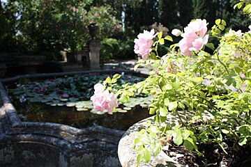 roses in bloom in a garden in provence