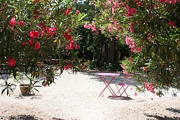 flowers in a walled garden