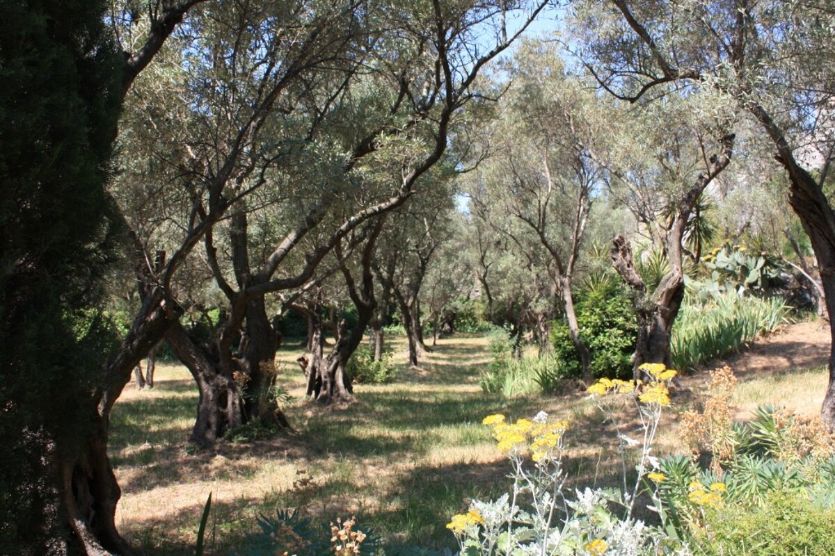 a grove of trees in provence