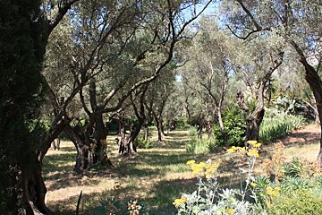 a grove of trees in provence