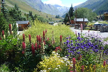 Flower Market, Val d'Isere Centre