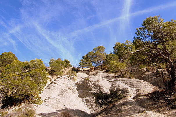 Trees on a hillside with a blue sky in the background